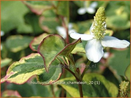 Houttuynia cordata &#039;Chameleon&#039; | Moerasanemoon, Dokudami