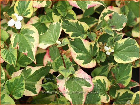 Houttuynia cordata &#039;Chameleon&#039; | Moerasanemoon, Dokudami