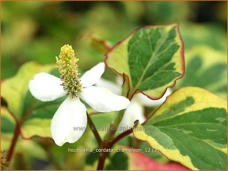 Houttuynia cordata &#039;Chameleon&#039; | Moerasanemoon, Dokudami