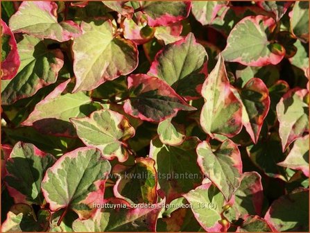 Houttuynia cordata &#039;Chameleon&#039; | Moerasanemoon, Dokudami