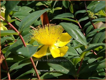 Hypericum calycinum | Hertshooi