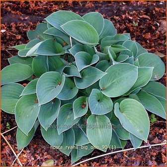 Hosta &#039;Ryan&#039;s Big One&#039; | Hartlelie, Funkia