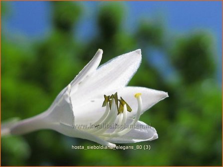 Hosta sieboldiana &#039;Elegans&#039; | Hartlelie, Funkia