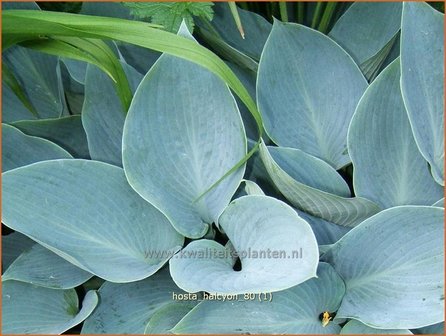 Hosta &#039;Halcyon&#039; | Hosta, Hartlelie, Funkia | Funkie