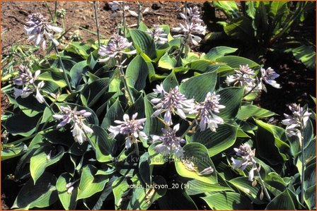 Hosta &#039;Halcyon&#039; | Hosta, Hartlelie, Funkia | Funkie