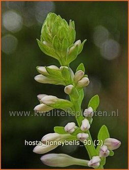 Hosta &#039;Honeybells&#039; | Hartlelie, Funkia