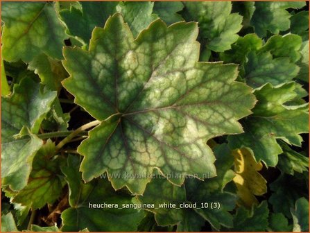 Heuchera sanguinea &#039;White Cloud&#039; | Purperklokje | Purpurgl&ouml;ckchen