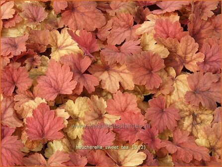 Heucherella &#039;Sweet Tea&#039;