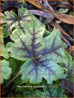 Heucherella &#039;Tappestry&#039;