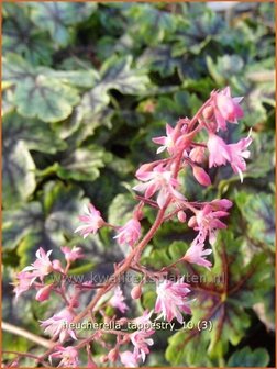 Heucherella &#039;Tappestry&#039;