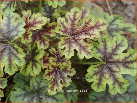 Heucherella &#039;Tappestry&#039;