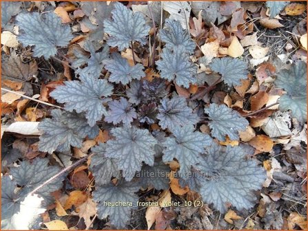 Heuchera &#039;Frosted Violet&#039; | Purperklokje