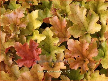 Heuchera &#039;Marmalade&#039; | Purperklokje