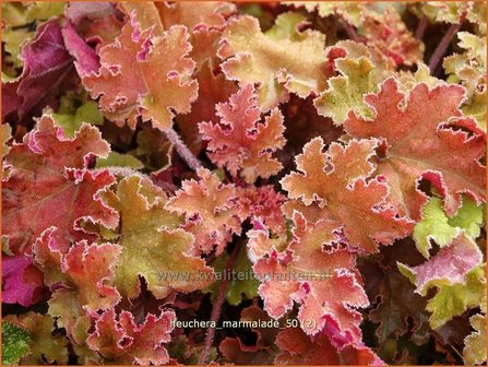 Heuchera &#039;Marmalade&#039; | Purperklokje