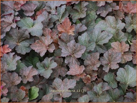 Heuchera &#039;Mocha&#039; | Purperklokje