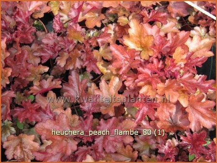 Heuchera &#039;Peach Flambe&#039; | Purperklokje