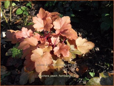 Heuchera &#039;Peach Flambe&#039; | Purperklokje