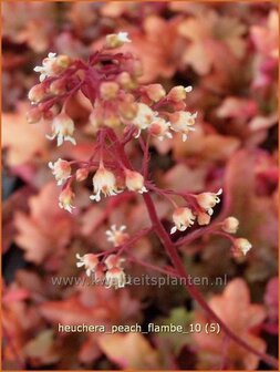 Heuchera &#039;Peach Flambe&#039; | Purperklokje