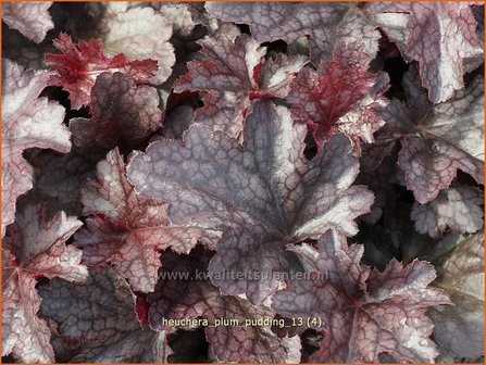 Heuchera &#039;Plum Pudding&#039; | Purperklokje