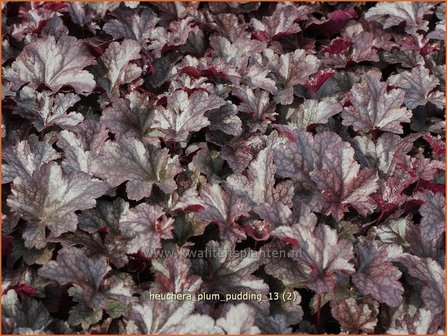 Heuchera &#039;Plum Pudding&#039; | Purperklokje