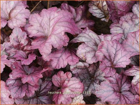 Heuchera &#039;Plum Royale&#039; | Purperklokje