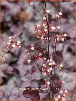 Heuchera &#039;Plum Royale&#039; | Purperklokje