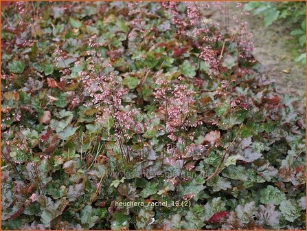 Heuchera &#039;Rachel&#039; | Purperklokje