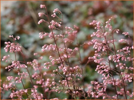 Heuchera &#039;Rachel&#039; | Purperklokje