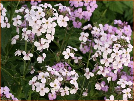 Hesperis matronalis | Damastbloem