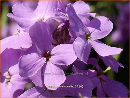 Hesperis matronalis | Damastbloem