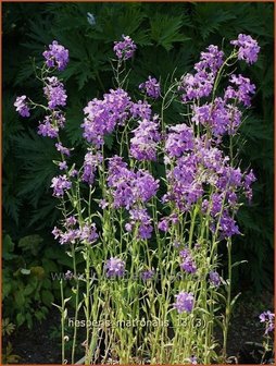 Hesperis matronalis | Damastbloem