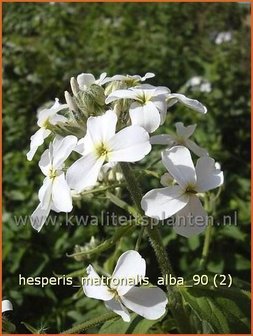 Hesperis matronalis &#039;Alba&#039; | Damastbloem