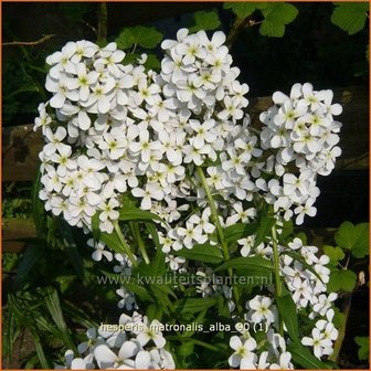 Hesperis matronalis &#039;Alba&#039; | Damastbloem