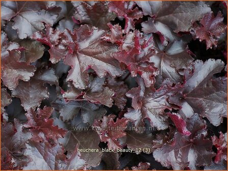 Heuchera &#039;Black Beauty&#039; | Purperklokje