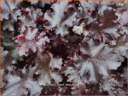 Heuchera &#039;Black Beauty&#039; | Purperklokje