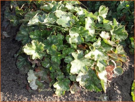 Heuchera brizoides &#039;Pluie de Feu&#039; | Purperklokje