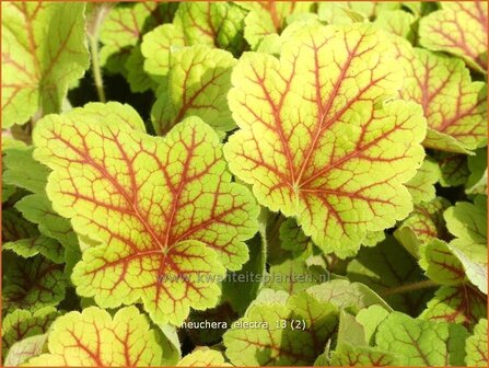 Heuchera &#039;Electra&#039; | Purperklokje