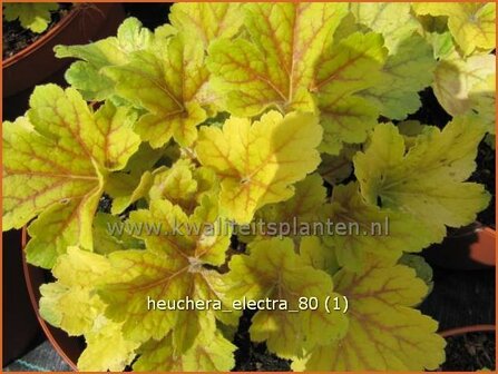 Heuchera &#039;Electra&#039; | Purperklokje