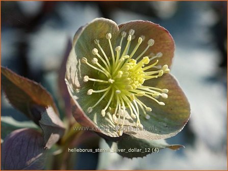 Helleborus sternii &#039;Silver Dollar&#039; | Kerstroos, Stinkend nieskruid