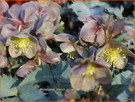 Helleborus sternii &#039;Silver Dollar&#039; | Kerstroos, Stinkend nieskruid