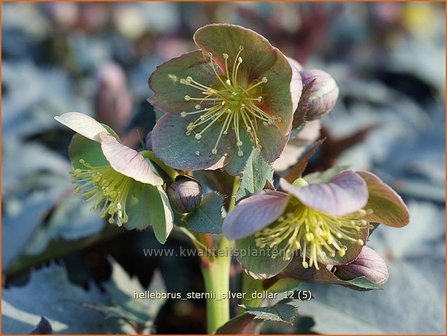 Helleborus sternii &#039;Silver Dollar&#039; | Kerstroos, Stinkend nieskruid