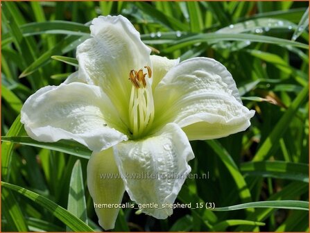 Hemerocallis &#039;Gentle Shepherd&#039; | Daglelie