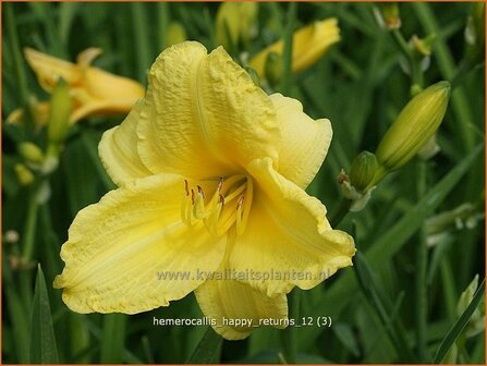 Hemerocallis &#039;Happy Returns&#039; | Daglelie | Taglilie