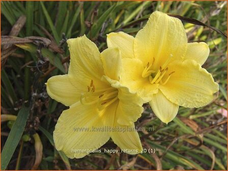 Hemerocallis &#039;Happy Returns&#039; | Daglelie | Taglilie