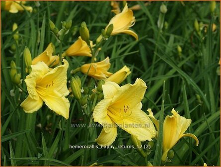 Hemerocallis &#039;Happy Returns&#039; | Daglelie | Taglilie