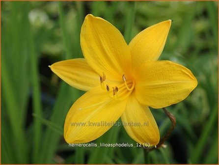 Hemerocallis lilioasphodelus | Daglelie | Gelbe Taglilie