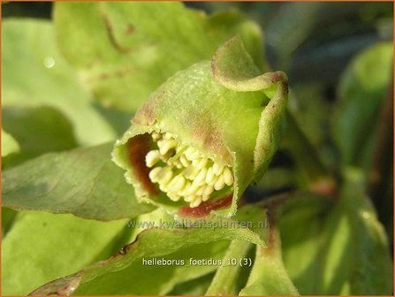 Helleborus foetidus | Stinkend nieskruid, Nieskruid | Palmblatt-Nieswurz