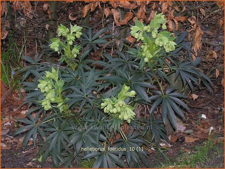 Helleborus foetidus | Stinkend nieskruid, Nieskruid | Palmblatt-Nieswurz