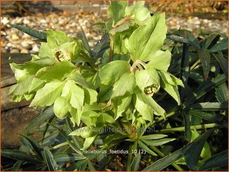 Helleborus foetidus | Stinkend nieskruid, Nieskruid | Palmblatt-Nieswurz