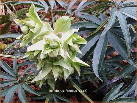 Helleborus foetidus | Stinkend nieskruid, Nieskruid | Palmblatt-Nieswurz